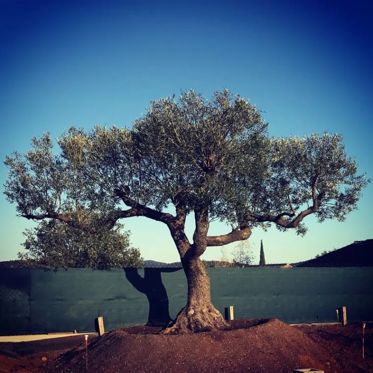 Élagage d’arbre, Cogolin, Instinct Nature